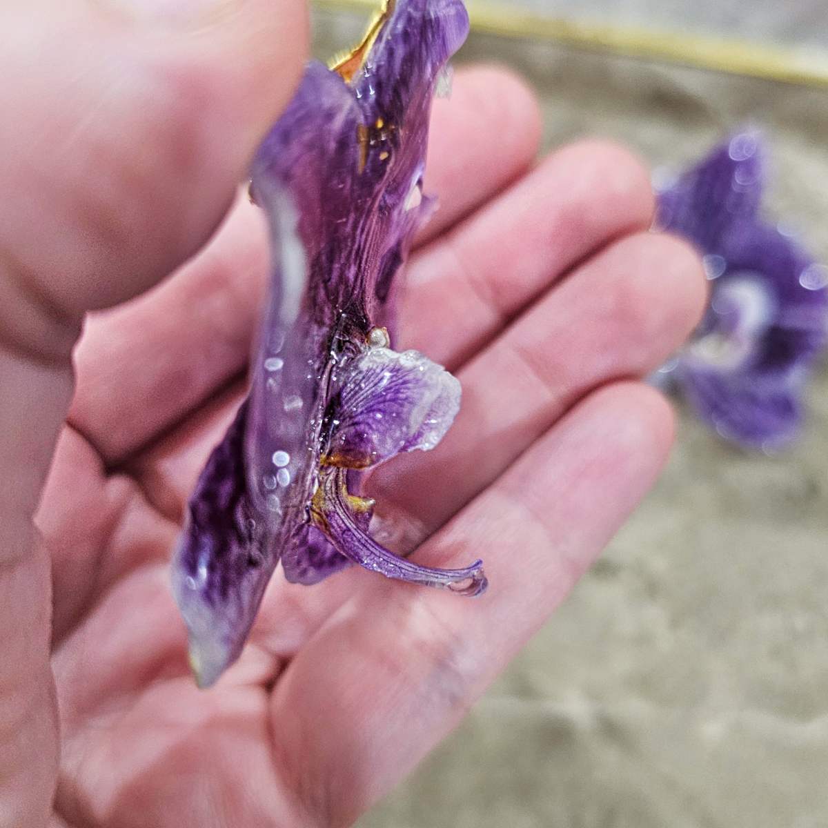 Prendedor Orquídea Real