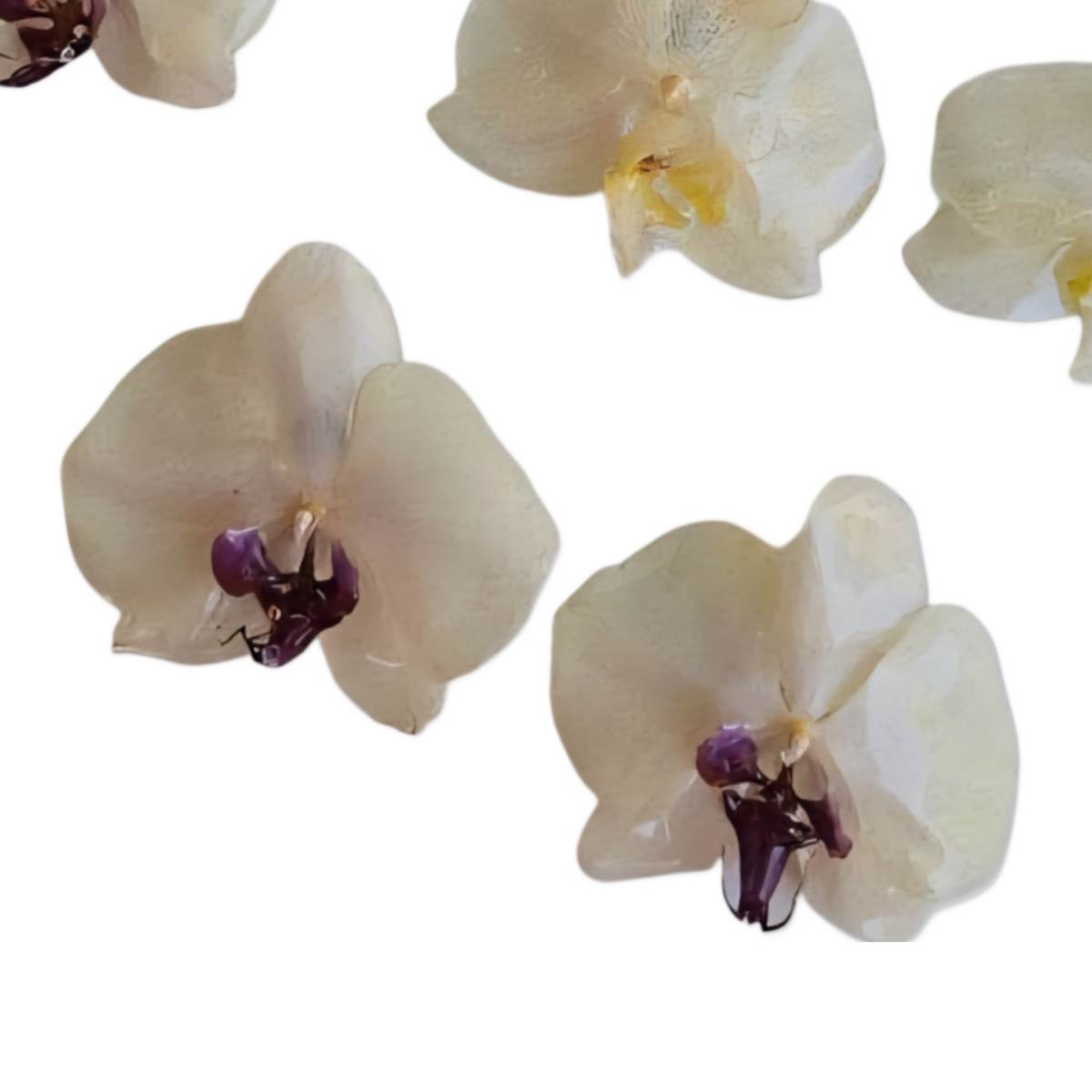 Aretes Orquídea Real Medianos VARIOS COLORES